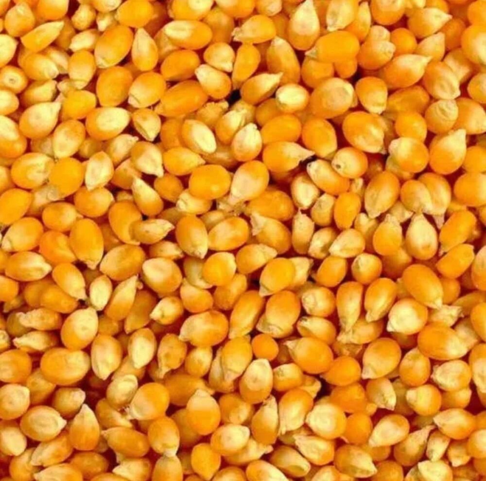 Yellow Maize